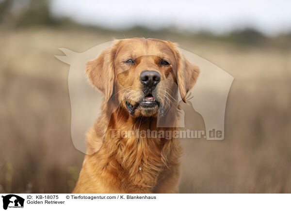Golden Retriever / Golden Retriever / KB-18075