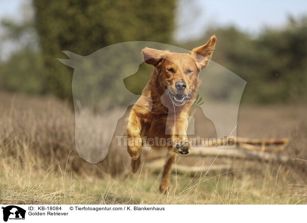 Golden Retriever / Golden Retriever / KB-18084