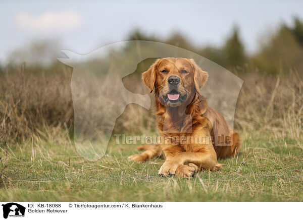 Golden Retriever / Golden Retriever / KB-18088