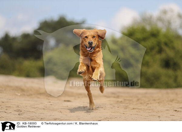 Golden Retriever / Golden Retriever / KB-18093
