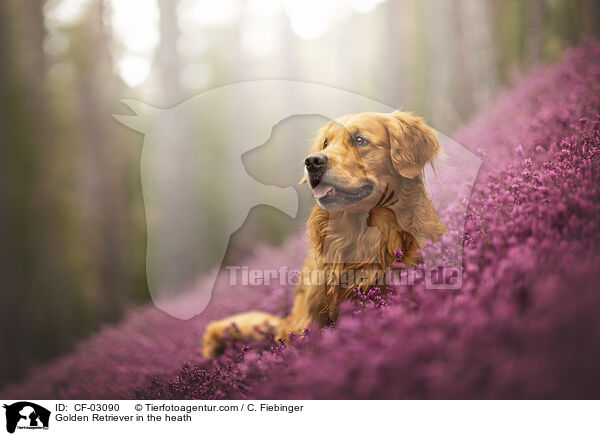 Golden Retriever in der Heide / Golden Retriever in the heath / CF-03090