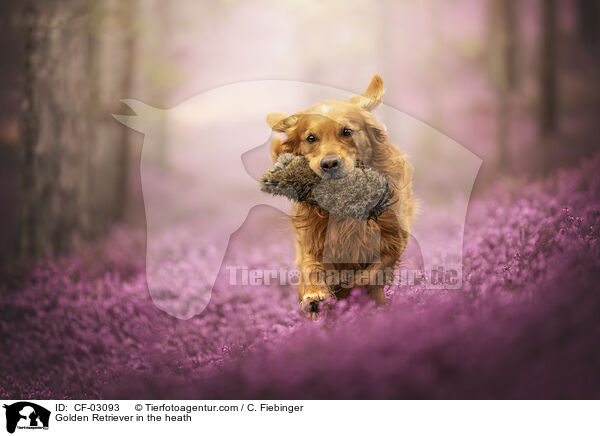Golden Retriever in der Heide / Golden Retriever in the heath / CF-03093