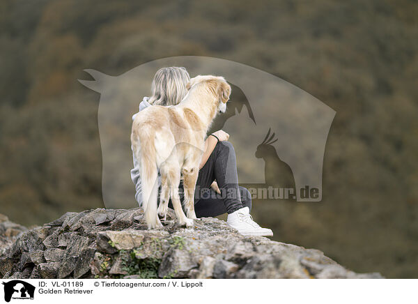 Golden Retriever / Golden Retriever / VL-01189