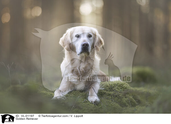 Golden Retriever / Golden Retriever / VL-01197