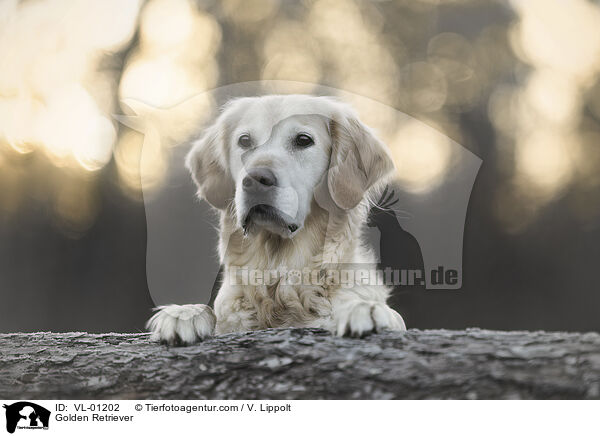 Golden Retriever / Golden Retriever / VL-01202