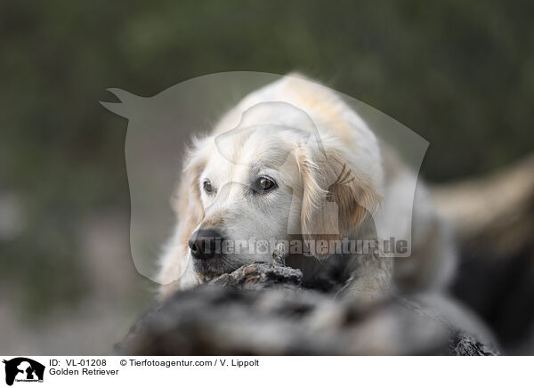 Golden Retriever / Golden Retriever / VL-01208