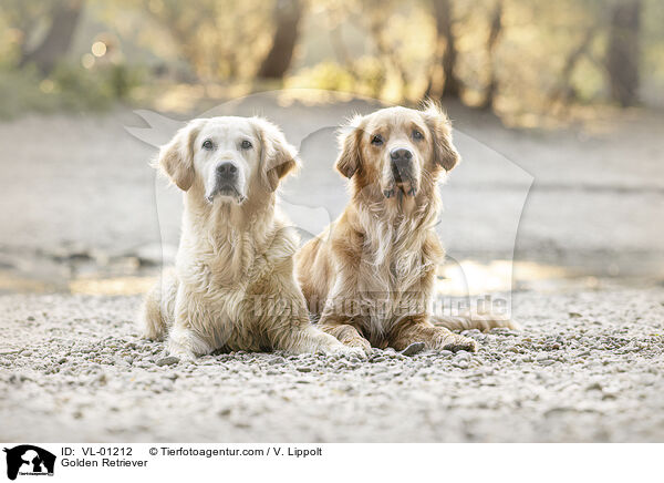 Golden Retriever / Golden Retriever / VL-01212