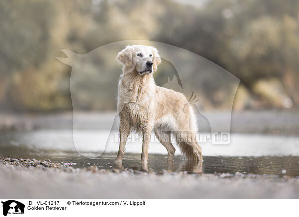 Golden Retriever / Golden Retriever / VL-01217