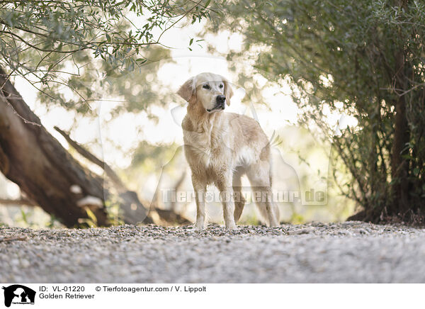 Golden Retriever / Golden Retriever / VL-01220