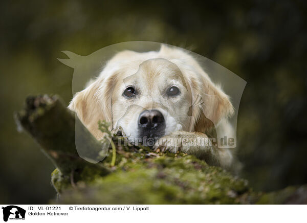 Golden Retriever / Golden Retriever / VL-01221