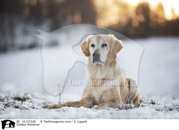 Golden Retriever / Golden Retriever / VL-01229