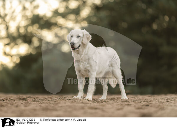 Golden Retriever / Golden Retriever / VL-01236