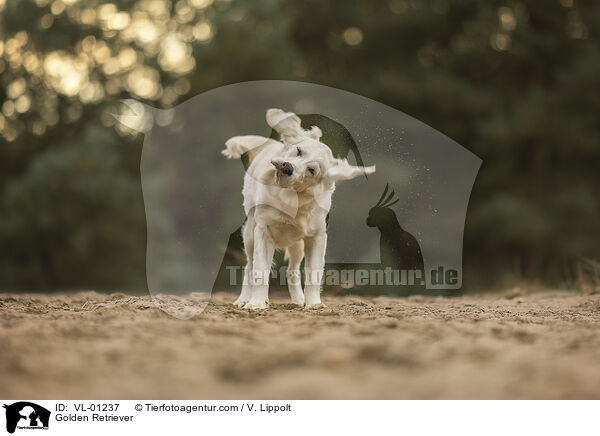 Golden Retriever / Golden Retriever / VL-01237