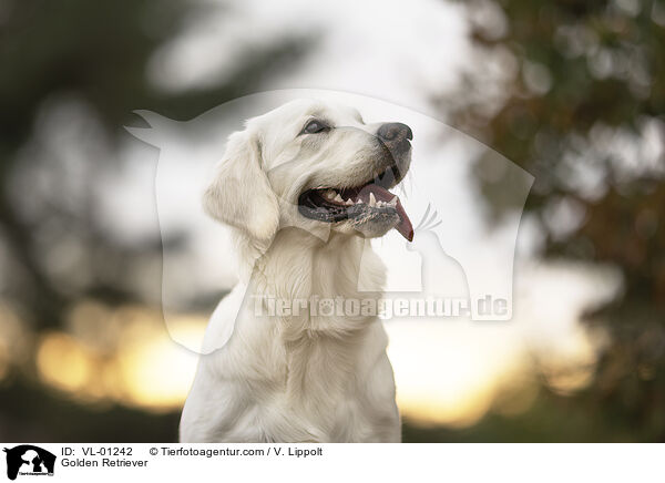 Golden Retriever / Golden Retriever / VL-01242