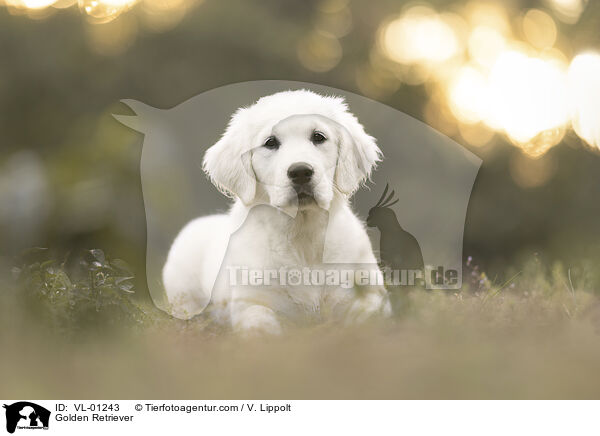 Golden Retriever / Golden Retriever / VL-01243