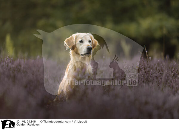 Golden Retriever / Golden Retriever / VL-01246