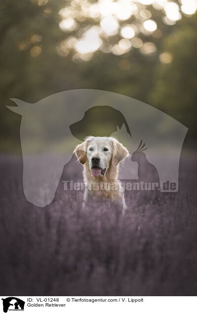 Golden Retriever / Golden Retriever / VL-01248