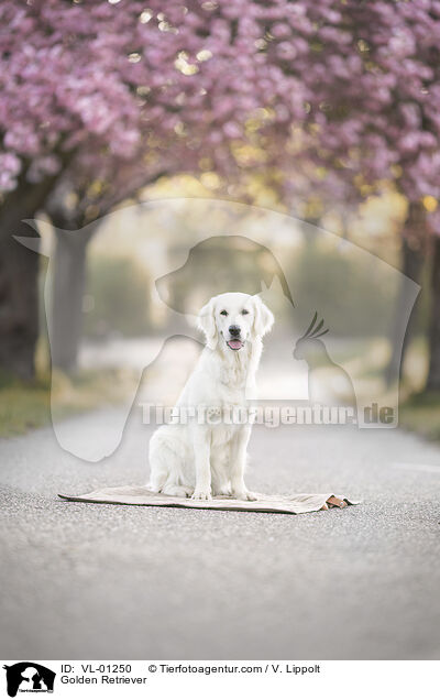 Golden Retriever / Golden Retriever / VL-01250