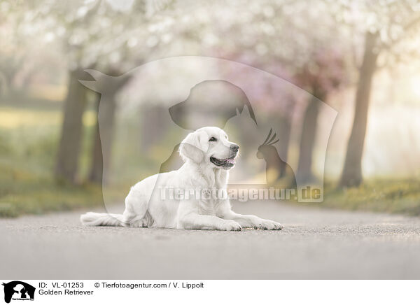 Golden Retriever / Golden Retriever / VL-01253