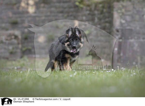 Deutscher Schferhund / German Shepherd / VL-01266