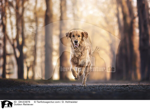 Golden Retriever / Golden Retriever / DH-03976