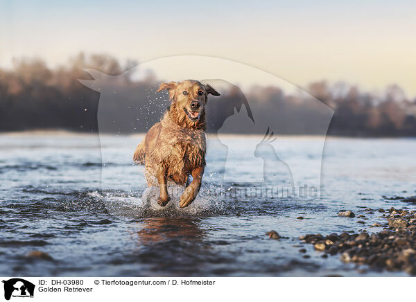 Golden Retriever / Golden Retriever / DH-03980