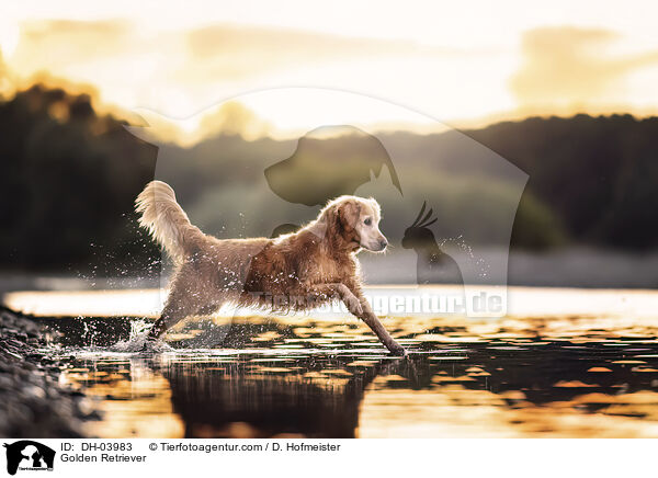 Golden Retriever / Golden Retriever / DH-03983