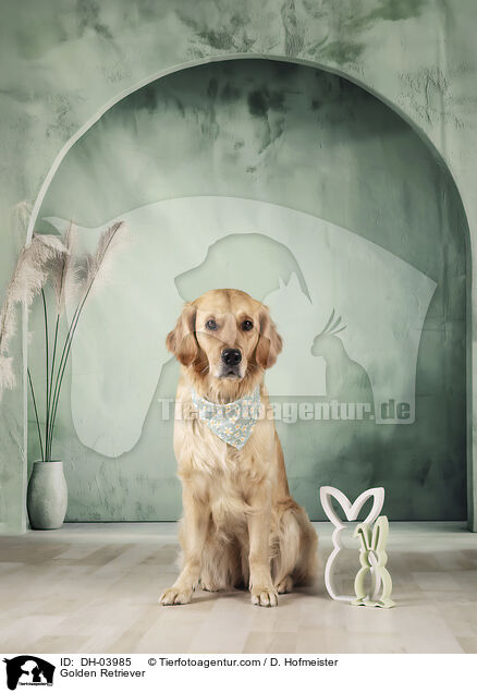 Golden Retriever / Golden Retriever / DH-03985