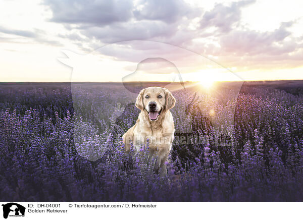 Golden Retriever / Golden Retriever / DH-04001