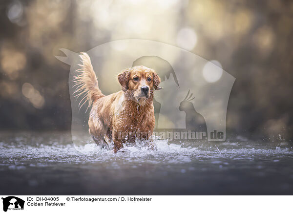 Golden Retriever / Golden Retriever / DH-04005