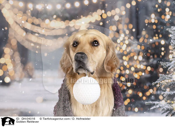 Golden Retriever / Golden Retriever / DH-04016