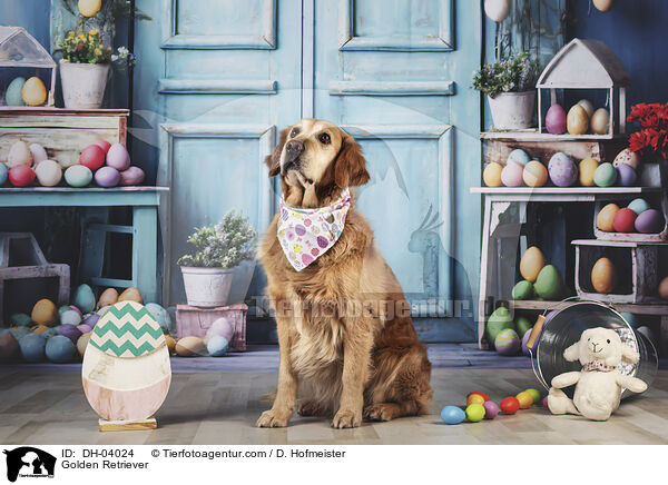 Golden Retriever / Golden Retriever / DH-04024