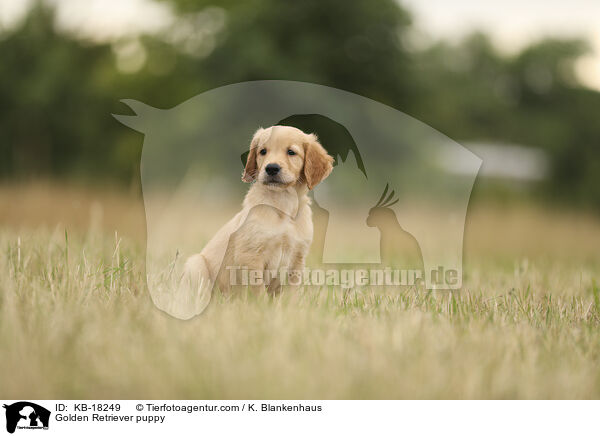 Golden Retriever puppy / KB-18249