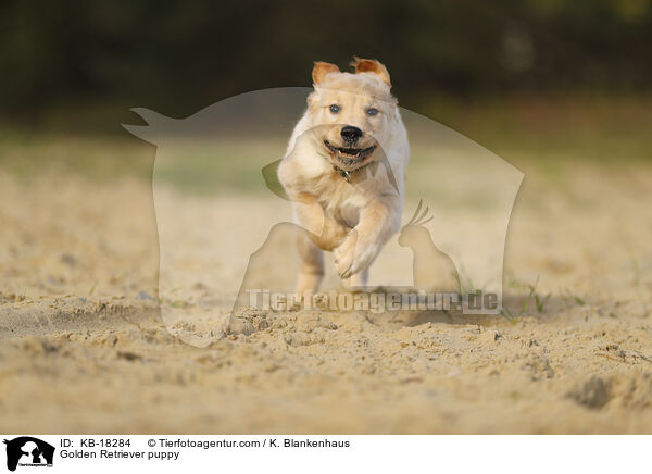 Golden Retriever Welpe / Golden Retriever puppy / KB-18284