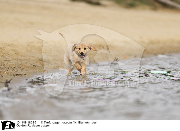 Golden Retriever Welpe / Golden Retriever puppy / KB-18289