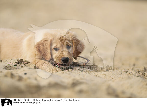 Golden Retriever Welpe / Golden Retriever puppy / KB-18296