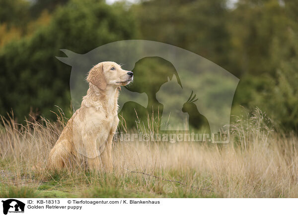Golden Retriever Welpe / Golden Retriever puppy / KB-18313