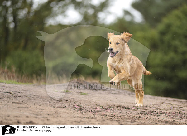 Golden Retriever Welpe / Golden Retriever puppy / KB-18319
