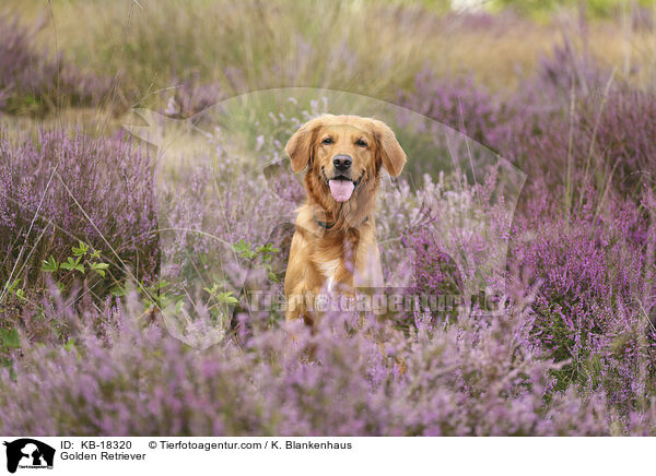 Golden Retriever / Golden Retriever / KB-18320