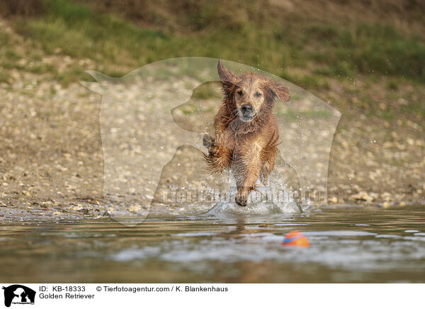 Golden Retriever / Golden Retriever / KB-18333