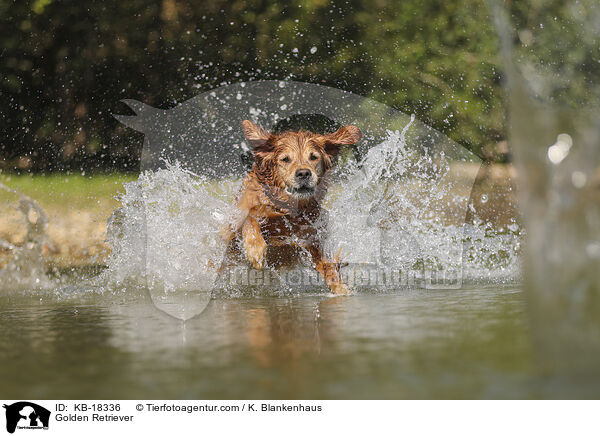 Golden Retriever / Golden Retriever / KB-18336