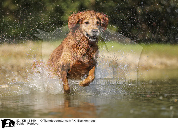 Golden Retriever / Golden Retriever / KB-18340