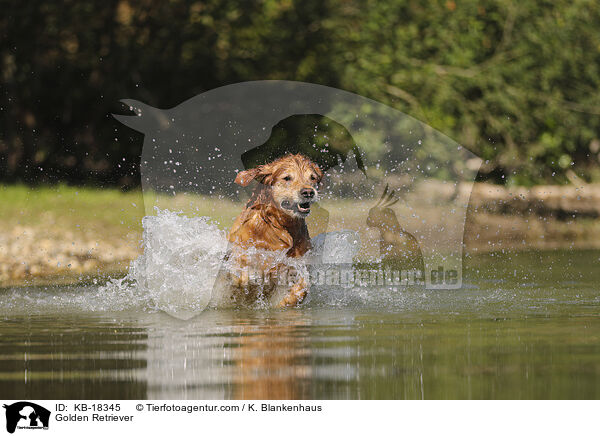 Golden Retriever / Golden Retriever / KB-18345