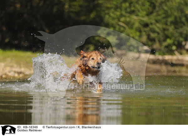 Golden Retriever / Golden Retriever / KB-18346