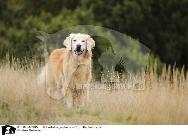 Golden Retriever / Golden Retriever / KB-18385