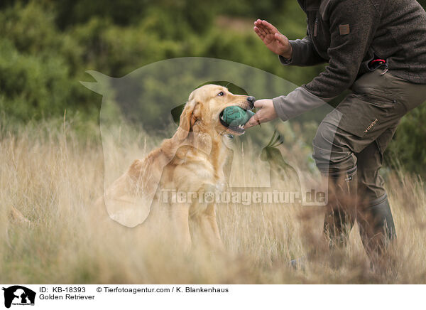 Golden Retriever / Golden Retriever / KB-18393
