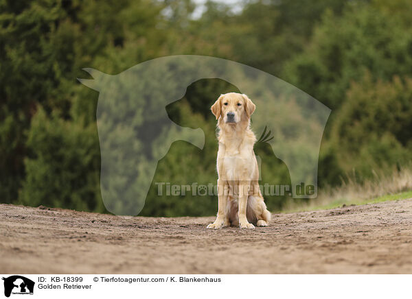 Golden Retriever / Golden Retriever / KB-18399
