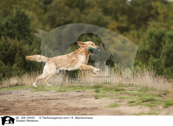 Golden Retriever / Golden Retriever / KB-18400