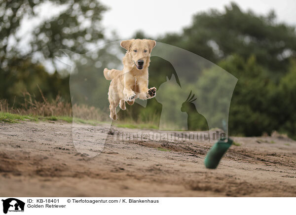 Golden Retriever / Golden Retriever / KB-18401