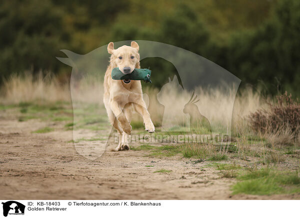 Golden Retriever / Golden Retriever / KB-18403